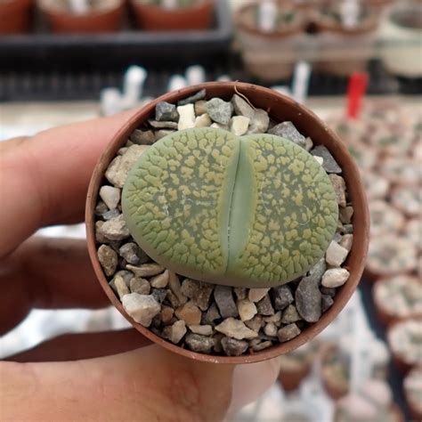 Lithops Julii Ssp Fulleri Cv Light Fullergreen Uhlig Kakteen Ber