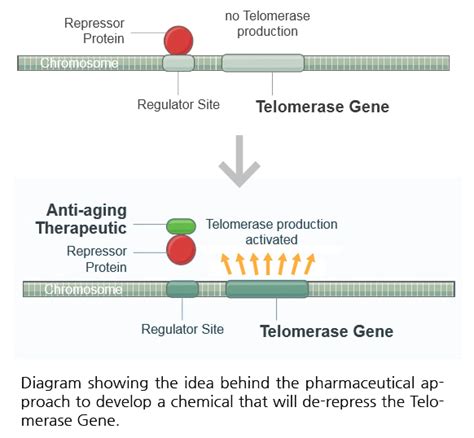 Telomere Aging Care Capsules – defytime®