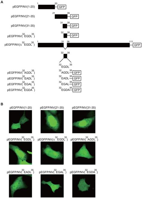 A Schematic Diagram Of The Gfp Fusion Proteins Used To Identify The Download Scientific