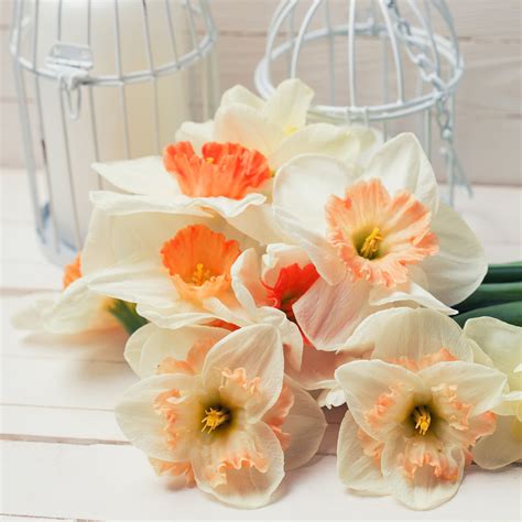 Daffodil - Pink Mix – Plantcetera