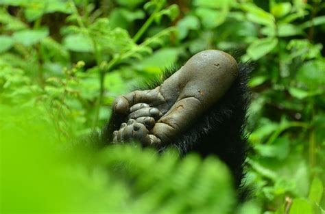 Gorilla Anatomy Dian Fossey Gorilla Fund