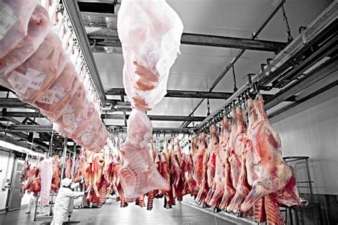 La Filiera Di Produzione Della Carne è Sostenibile