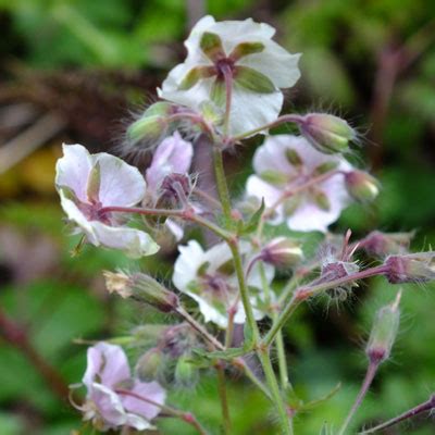 Geranium Phaeum Misty Samobor Dorset Perennials