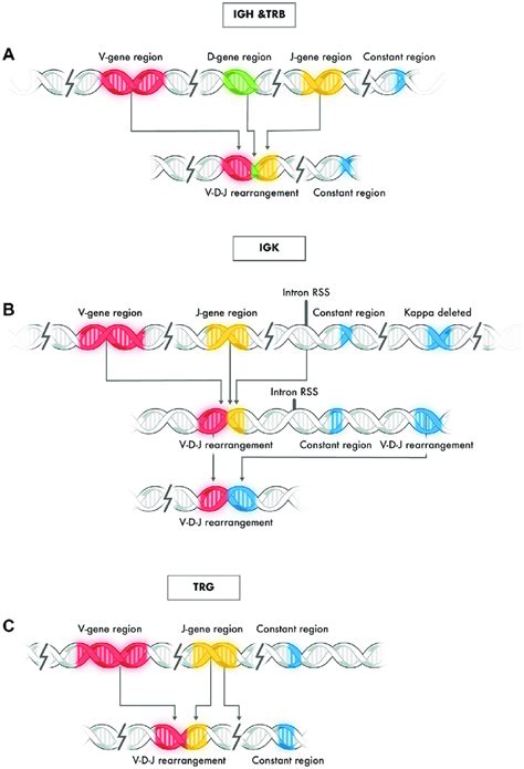 Typical Rearrangement Of Genes At Immunoglobulin Loci Igh Trb Igk