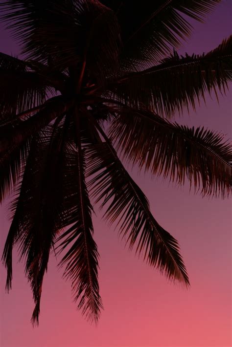 Sunset in a Tropical Paradise