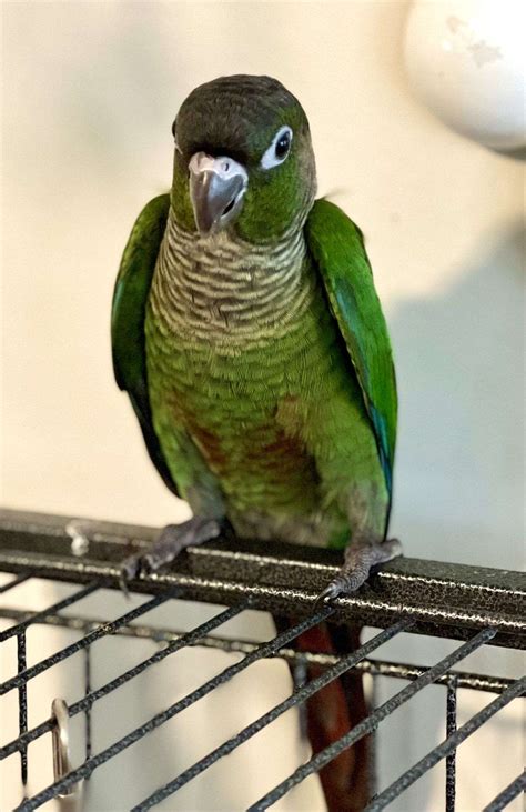 Green Cheek Conures Split Turquoise