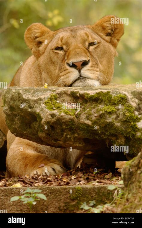 Panthera Leo Hi Res Stock Photography And Images Alamy