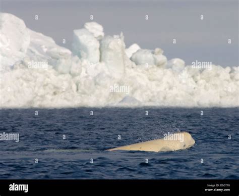 Beluga Whale Comes Up For Air and Swims Through an Open Lead in the ...