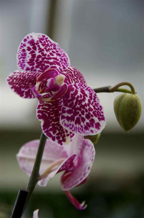 Photographers Garden Orchids At Kew