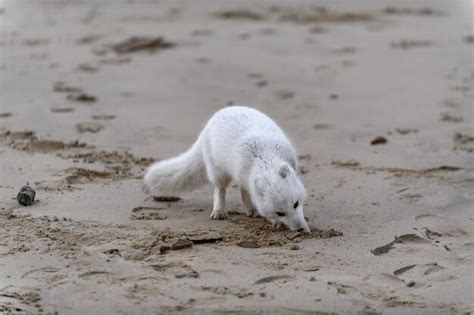 Raposa Do Rtico Vulpes Lagopus Na Tundra Selvagem Raposa Do Rtico