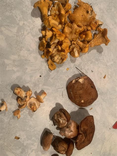 Mushrooms finally! I posted a few weeks back that chanterelles were a