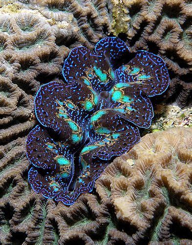 Colorful Clam Beautiful Sea Creatures Ocean Creatures Marine Animals