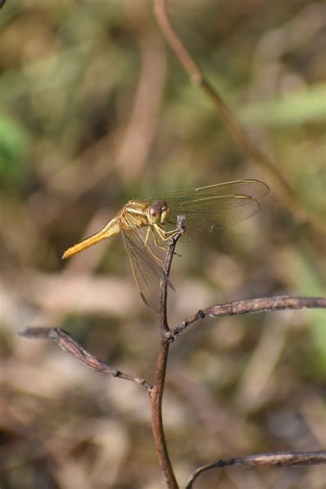 Crocothemis Servilia Drury By Sumit Joshi On November