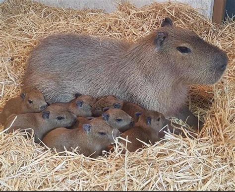 capybara babies : r/capybara