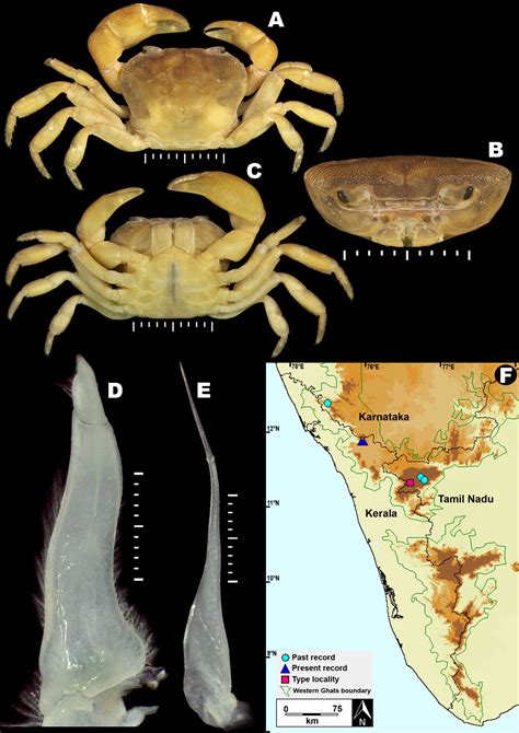 Scielo Brasil New Records Of Two Species Of Freshwater Crabs