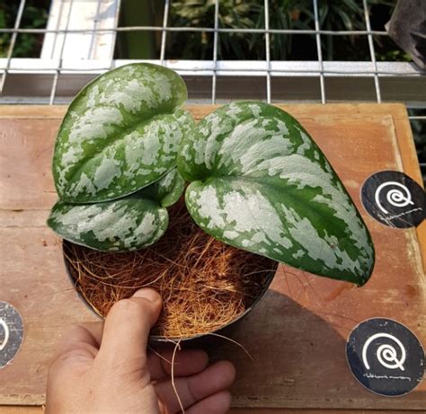 Tanaman Hias Scindapsus Exotica Tanaman Hias Sirih Silver Lazada