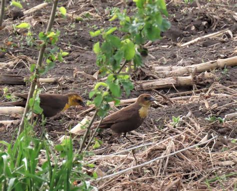 Yellow-headed blackbirds thriving in Iowa | ThePerryNews