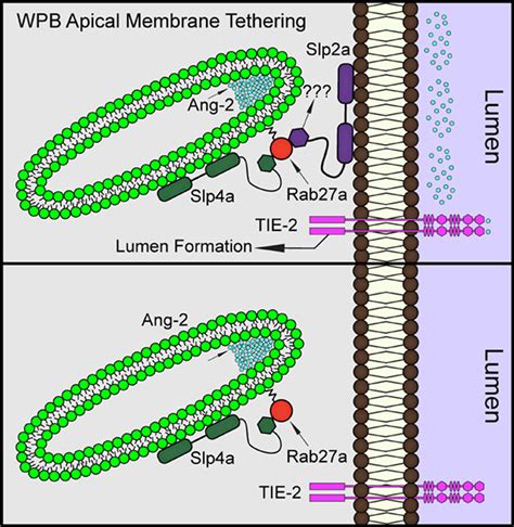 Synaptotagmin Like Protein 2a Regulates Angiogenic Lumen Formation Via