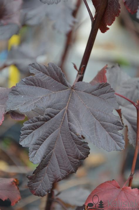 Physocarpus Opulifolius Midnight Jonight P Cherznica Kalinolistna