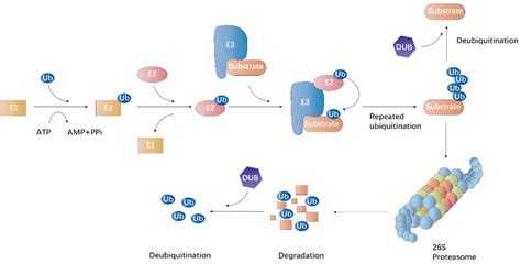 The Emerging Roles Of E3 Ubiquitin Ligases In Ovarian Cancer