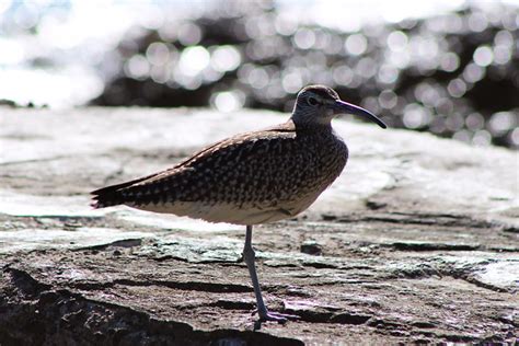 Whimbrel Numenius Phaeopus A Photo On Flickriver