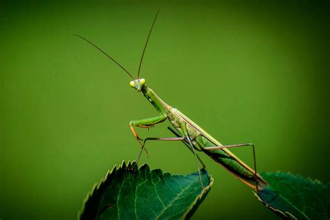 Praying Mantis Beautiful But Invasive Islands Sounder