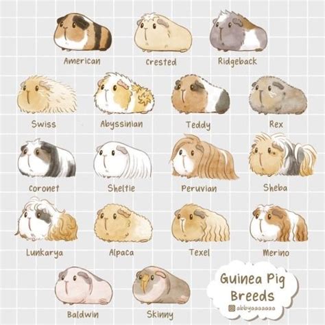 Guinea Pig Breeds List With Pictures