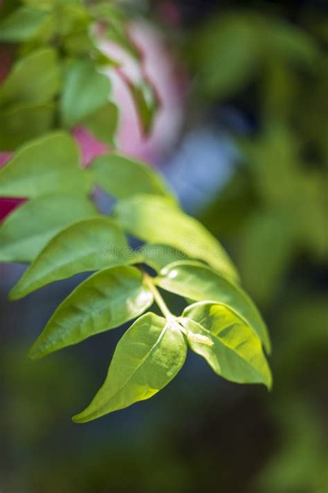 Small Twigs Fresh Green Leaves Stock Image Image Of Outdoor