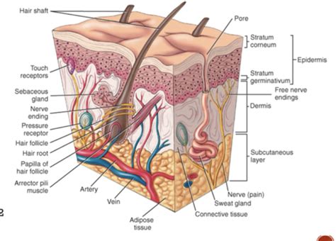 Skin Hair Nails Assessment NUR 314 Flashcards Quizlet