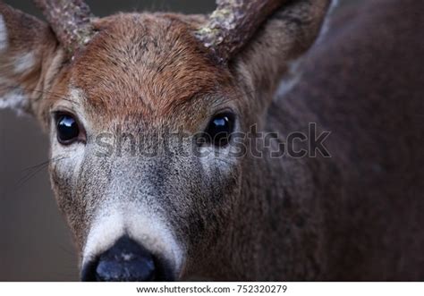 White-tailed Deer Buck Direct Eye Contact Stock Photo 752320279 ...