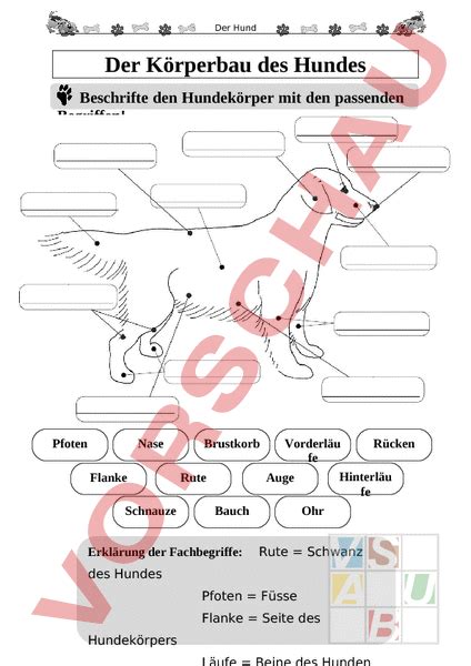 Arbeitsblatt K Rperbau Des Hundes Biologie Tiere