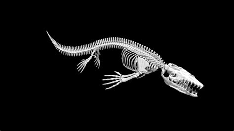 Mosasaurus Skeleton 3d model Low Poly AR 3d model - Team 3d Yard