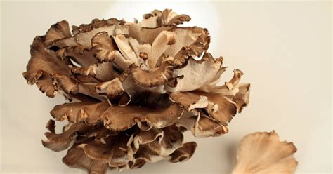 Hungry Cravings: Maitake Mushrooms