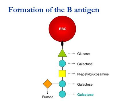 abo blood group system powerpoint  id