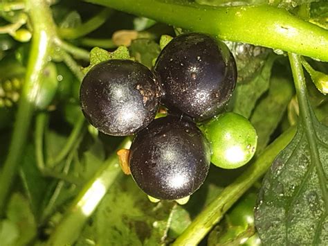 Black Nightshade