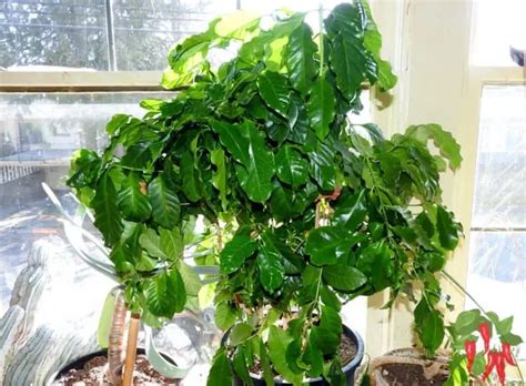 Indoor Coffee Plant Care Your Complete Coffee Care Guide