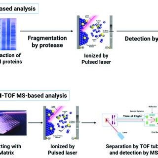 Schematic Representation Of MS And MALDI TOF MS Operation For