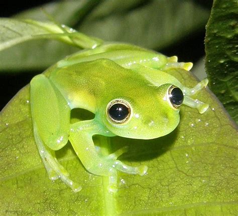 Rana De Cristal Reaparece En Bosque De Bolivia Tras Casi Dos D Cadas