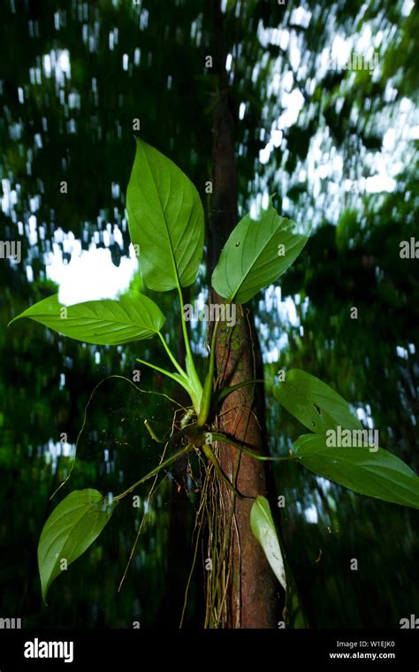 Rainforest, Tortuguero National Park, Costa Rica, Central America, America Stock Photo - Alamy