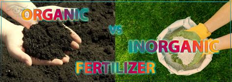 Organic Fertilizer Vs Inorganic Fertilizer Universal Intense