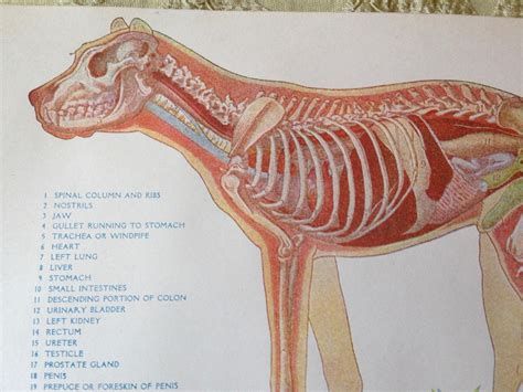 Dog Anatomy Digestive System Internal Organs Veterinarian Chart 1920s ...