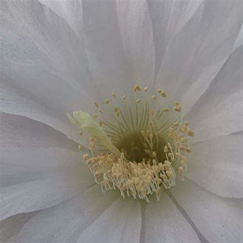 Echinopsis Subdenudata Cv Fuzzy Navel Giromagi Cactus And Succulents