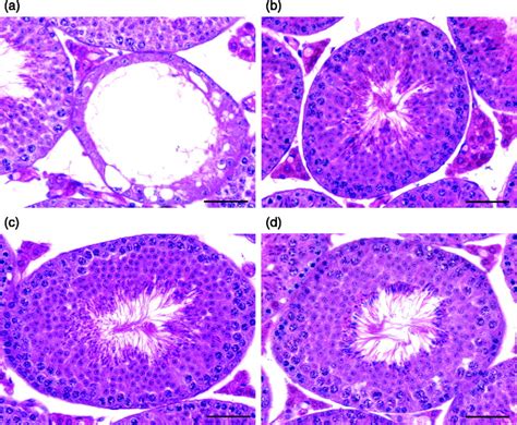 Standard Note Male Reproductive System Of Frog