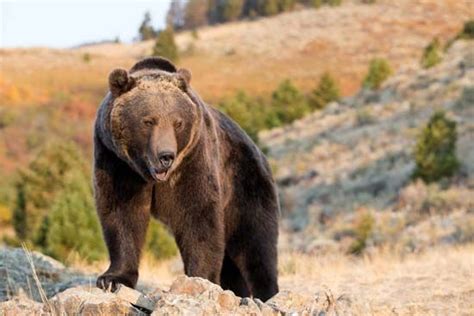 Grizzly bear | Weight, Habitat, & Facts | Britannica