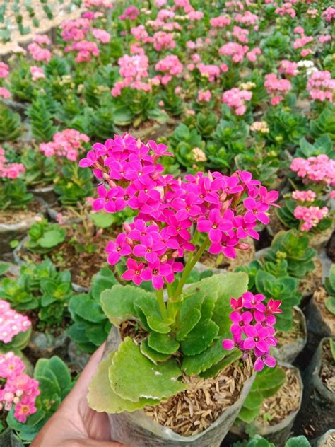 tanaman hias cocor bebek bunga merah lazada indonesia