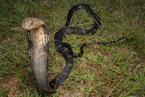 Ophiophagus Hannah Ophiophagus Hannah KING COBRA In Hong K Flickr