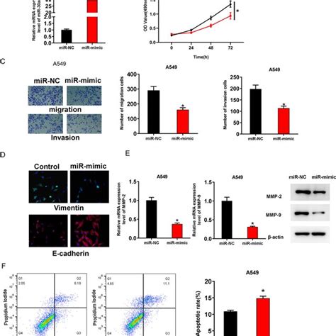 Mirna 30a 5p Inhibits The Malignant Behaviors Of Luad Cells A