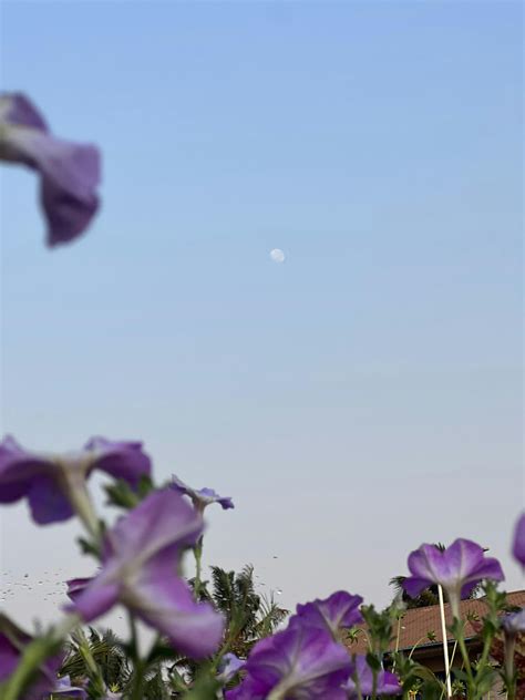 Photo of a Purple Sky and Moon · Free Stock Photo