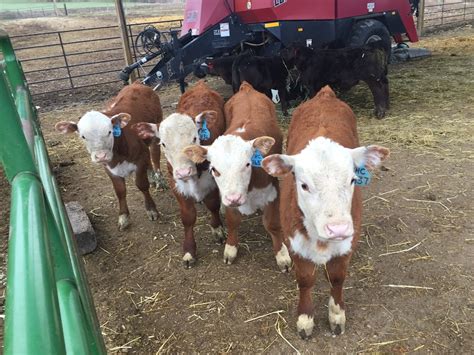 Bull Development Program Hagen Cattle And Hay