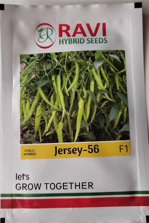 Natural Hybride Chilli Seeds Jersey 56 Packaging Type Plastic Packet